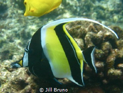Moorish Idol in waters of coast of Big Island Hawaii by Jill Bruno 
